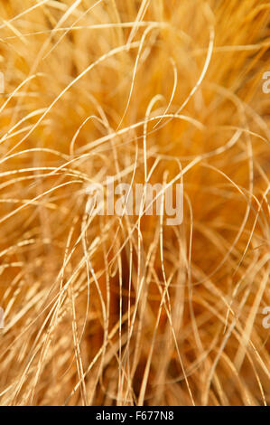 Getrocknete Lampenputzergras Alopecuroides (chinesische Fountain Grass). Nahaufnahme der getrocknete Gräser. November Oxfordshire UK. Stockfoto