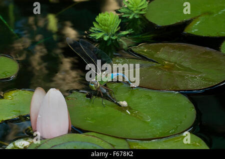 Kaiser Libelle, Anax imperator Stockfoto