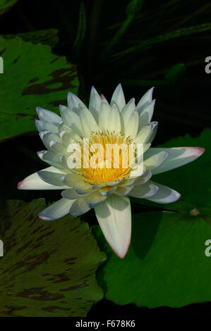 Nymphaea, Seerose, Sorte, Green Smoke Stockfoto