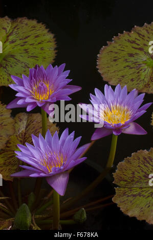 Nymphaea, Seerose, Sorte, blaue Spinne, Stockfoto