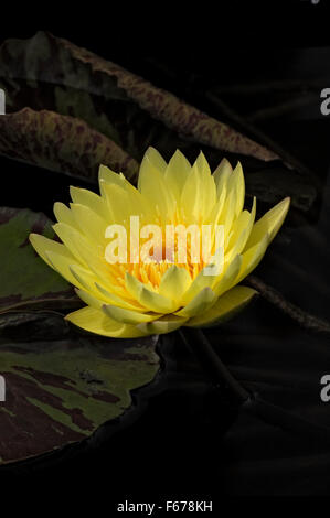 Nymphaea, Seerose, Sorte, Carlas Sonshine Stockfoto