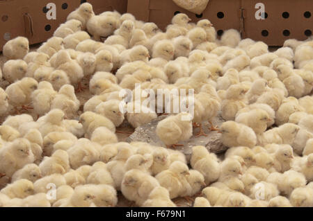 Küken auf Markt Stockfoto