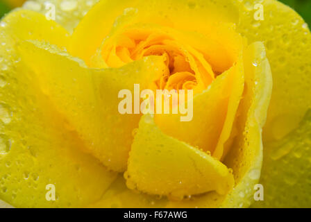 Yellow Brick Road rose, International Rose Garden, Washington Park, Portland, Oregon Stockfoto