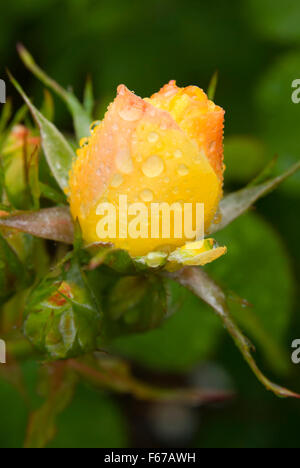 Yellow Brick Road rose, International Rose Garden, Washington Park, Portland, Oregon Stockfoto