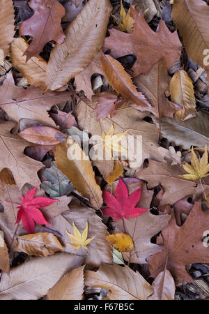 Castanea Sativa. Gefallener süße Kastanien, Eichen und Acer Baum Blätter im Herbst. UK Stockfoto