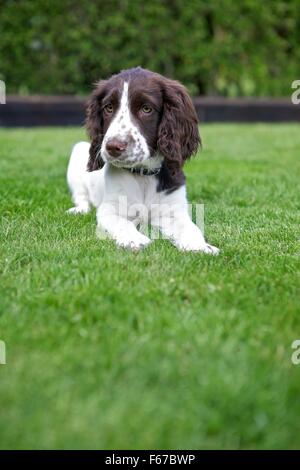 Spaniel Welpen. Stockfoto