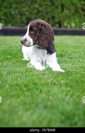 Spaniel Welpen. Stockfoto