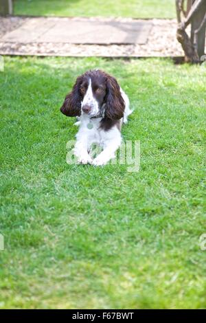 Spaniel Welpen. Stockfoto