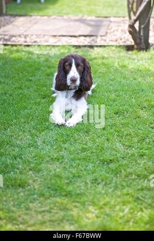 Spaniel Welpen. Stockfoto