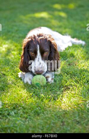 Spaniel Welpen. Stockfoto