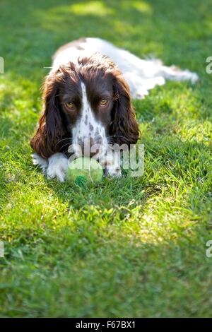 Spaniel Welpen. Stockfoto