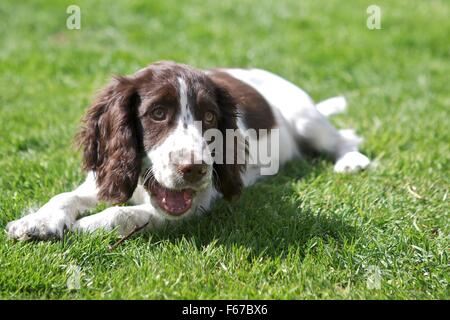 Spaniel Welpen. Stockfoto