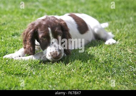 Spaniel Welpen. Stockfoto