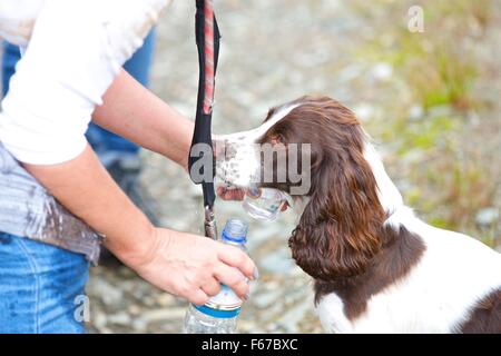 Spaniel Welpen. Stockfoto