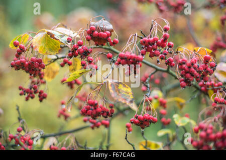 Sibirischen roten Weißdornbeeren und bunten Herbst Blätter Crataegus sanguineaund Stockfoto