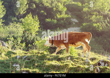 Rote und weiße Kalb der Rasse Hereford Vieh am sonnigen Hang der Alpen. Straff und gefilterte Foto mit warmen Bele Stockfoto