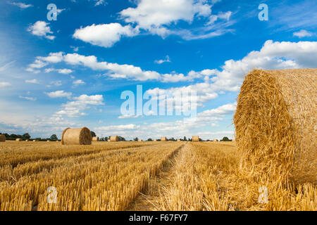 Ein Feld festgelegt, ein frisch geschnittenem Heu mit Rundballen vor blauem Himmel Stockfoto