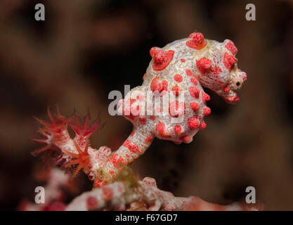 Bargibant Pygmäen Seepferdchen (Hippocampus Bargibanti) Gorgonien Fan Coral befestigt. Bali, Indonesien. Stockfoto