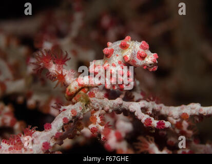 Bargibant Pygmäen Seepferdchen, Hippocampus Bargibanti, befestigt Gorgonien Fan Coral. Bali, Indonesien. Stockfoto