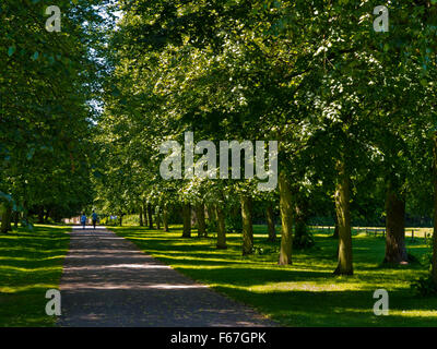 Lindenallee in Rufford Abbey in der Nähe von Ollerton in Nottinghamshire England UK auf dem Gelände des Rufford Country Park Stockfoto