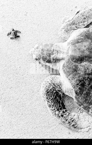 Erwachsene und frisch geschlüpften Olive Ridley Schildkröten zusammen am Strand von Ixtapilla, Michoacan, Mexiko. Stockfoto