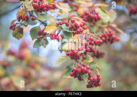 Sibirischen roten Weißdornbeeren und bunten Herbst Blätter Crataegus sanguineaund Stockfoto