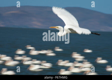 Einzigen Silberreiher (Ardea Alba) fliegt über weiße Pelikane am Lake Chapala, Mexiko. Stockfoto