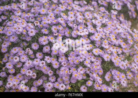 Viele lila Herbst Aster Blumen in voller Blüte Stockfoto