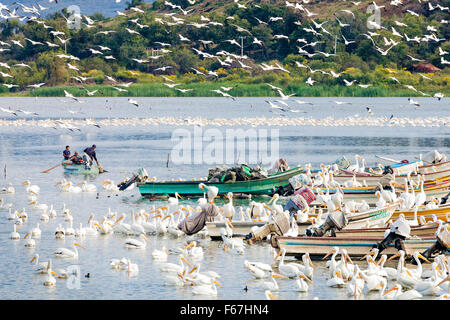 Weiße Pelikane füllen die Luft über Chapala See in der Nähe von Fischen Dorf von Petatan, Michoacan, Mexiko. Stockfoto
