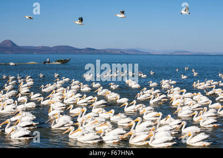 Weiße Pelikane und Fischerboot am Lake Chapala, Mexiko. Stockfoto