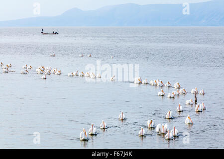 Mehrere große amerikanische Pelikane schwimmen in Bildung am Lake Chapala, Mexiko. Stockfoto