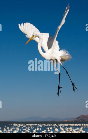 Einzigen Silberreiher (Ardea Alba) tanzt über Hunderte von weißen Pelikane am Lake Chapala, Mexiko. Stockfoto