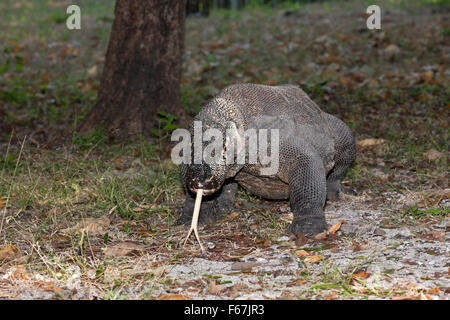 Komodo-Waran, Varanus Komodoensis, Komodo National Park, Indonesien Stockfoto