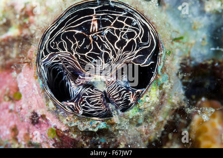 Großen Wurm Shell Fütterung, Serpulorbis Grandis, Komodo National Park, Indonesien Stockfoto