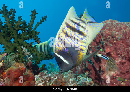 Sechs-banded Angelfish gereinigt durch Cleaner Wrasse, Pomacanthus Sexstriatus, Komodo National Park, Indonesien Stockfoto