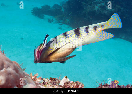 Sechs-banded Angelfish gereinigt durch Cleaner Wrasse, Pomacanthus Sexstriatus, Komodo National Park, Indonesien Stockfoto