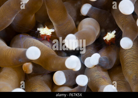 Pilz Coral Kommensale Garnelen Periclimenes Kororensis, Komodo National Park, Indonesien Stockfoto