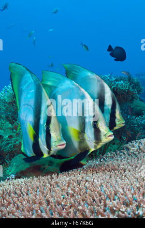 Gruppe von gefiederten Fledermausfische, Platax Pinnatus, Komodo National Park, Indonesien Stockfoto