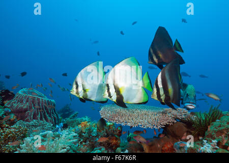 Gruppe von gefiederten Fledermausfische, Platax Pinnatus, Komodo National Park, Indonesien Stockfoto