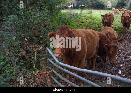 South Devon Kühe in einem Feld in Cornwall Stockfoto