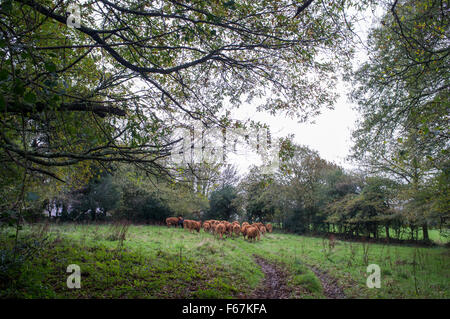 South Devon Kühe verlassen eines Feldes in Cornwall Stockfoto