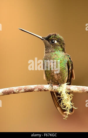 Eine grüne gekrönt brillante Kolibri in der Costa Rica Tropenwald Stockfoto