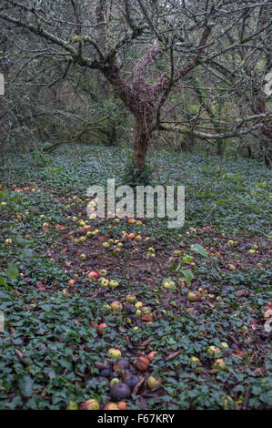 Apfelbaum mit unerwarteten Äpfel auf dem Boden Stockfoto