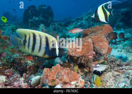 Sechs-banded Kaiserfisch im Korallenriff, Pomacanthus Sexstriatus, Komodo National Park, Indonesien Stockfoto