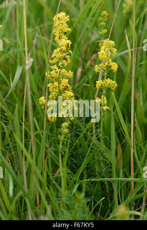 Gelbe Blüte lady's Labkraut, Galium Verum, Blüte kurz Kreide Downland Rasen, Berkshire, August Stockfoto