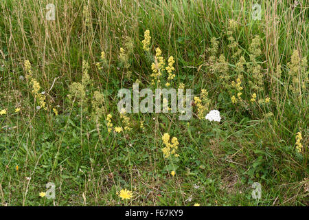 Gelbe Blüte lady's Labkraut, Galium Verum, Blüte kurz Kreide Downland Rasen, Berkshire, August Stockfoto