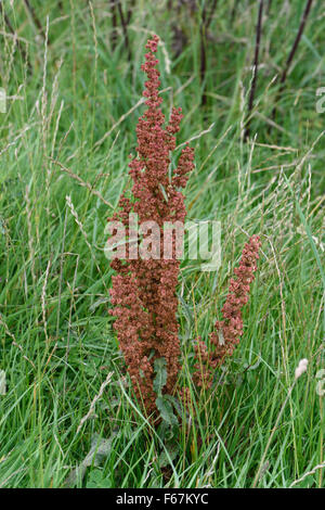 Eine gekräuselte andocken, Rumex Crispus, auf einer Weide Rasen säen, Berkshire, August Stockfoto