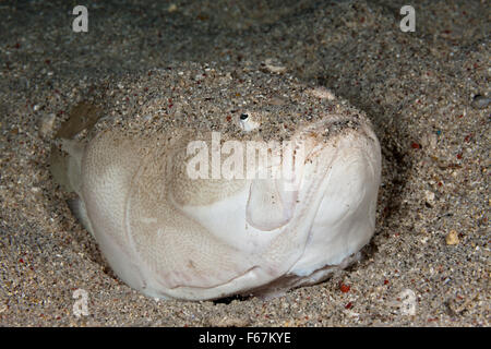 Whitemargin Stargazer, Uranoscopus Sulphureus, Komodo National Park, Indonesien Stockfoto