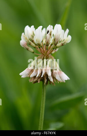 Eine einzelne Weißklee Blume Trifolium Repens, Stickstoff-Fixierung Futterpflanze mit Rasen und ein Begleiter Pflanze Stockfoto