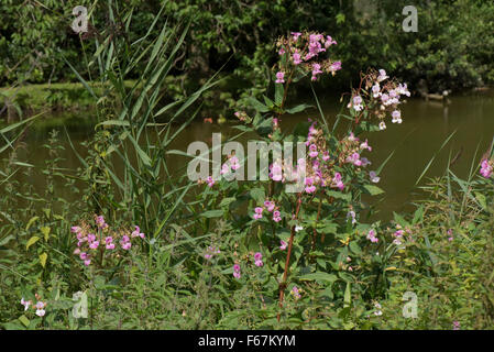 Drüsige Springkraut, Impatiens Glandulifera, Blüten in anderen Veghetation am Ufer der Kennet und Avon Kanal, August Stockfoto